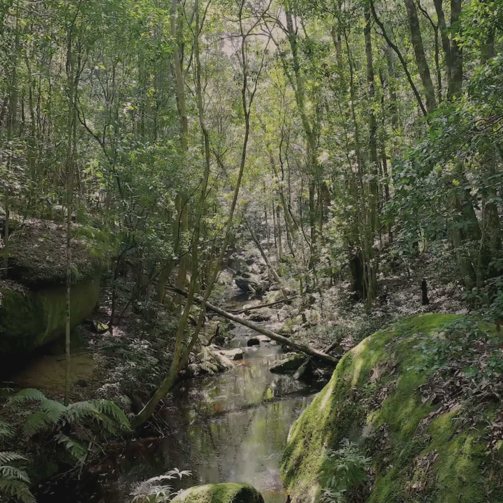 Cargar video: