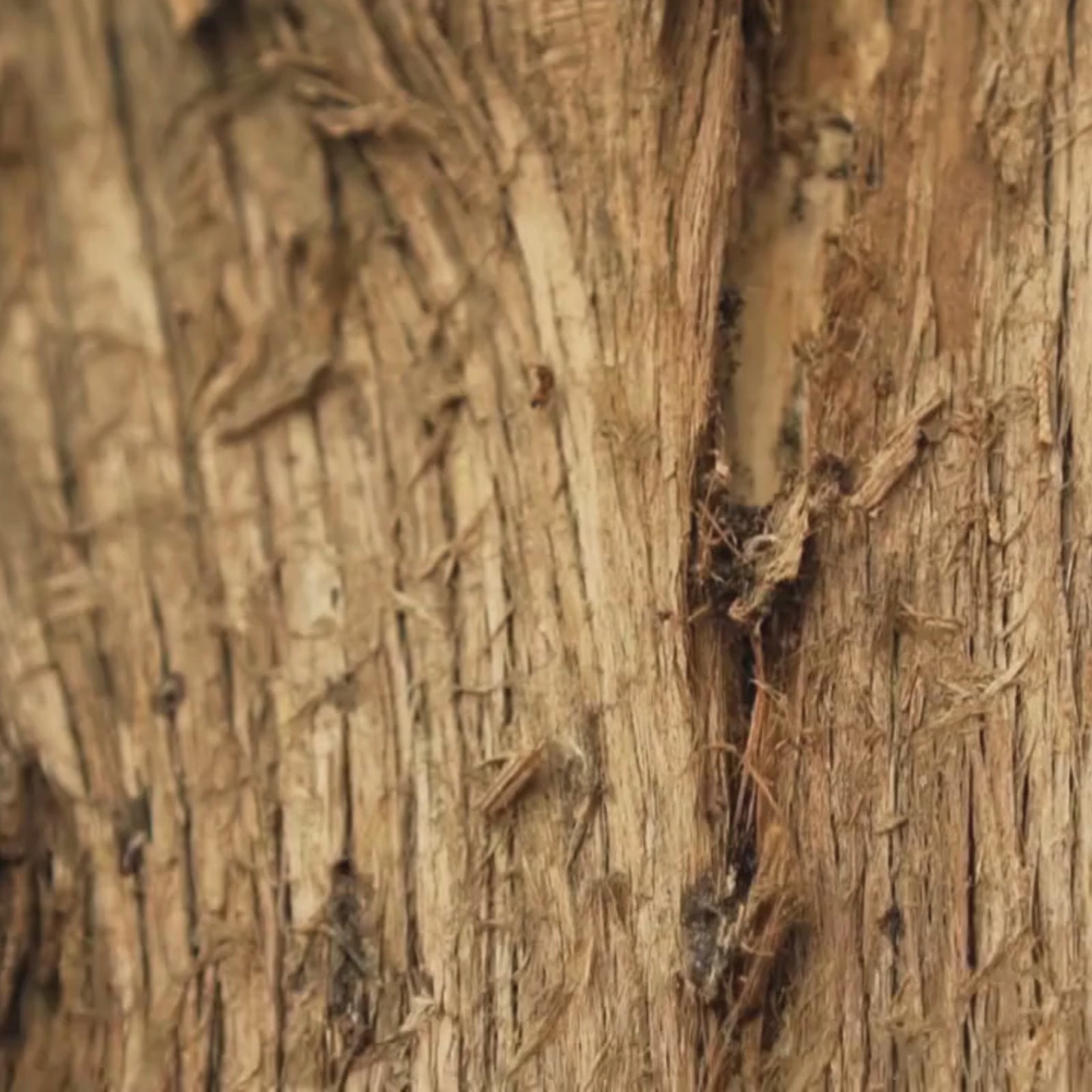 Cargar video: